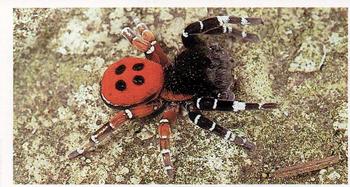 1984 Grandee Britain's Endangered Wildlife #24 Ladybird Spider Front