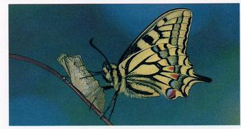 1984 Grandee Britain's Endangered Wildlife #31 British Swallowtail Butterfly Front