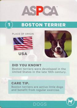 2016 ASPCA Pets & Creatures #1 Boston Terrier Back