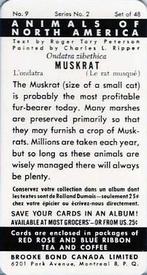 1960 Brooke Bond (Red Rose Tea) Animals of North America #9 Muskrat Back