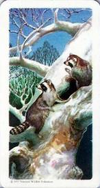 1960 Brooke Bond (Red Rose Tea) Animals of North America #20 Racoon Front