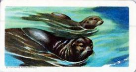 1960 Brooke Bond (Red Rose Tea) Animals of North America #46 Fur Seal Front