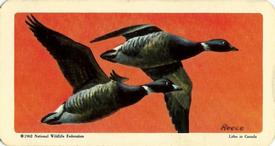 1962 Brooke Bond (Red Rose Tea) Birds of North America #8 Black Brant Front