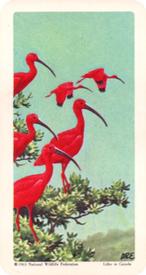 1964 Brooke Bond (Red Rose Tea) Tropical Birds #2 Scarlet Ibis Front