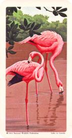 1964 Brooke Bond (Red Rose Tea) Tropical Birds #3 Flamingo Front