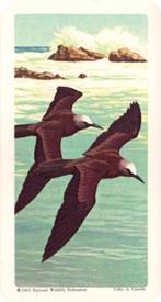 1964 Brooke Bond (Red Rose Tea) Tropical Birds #9 Brown Noddy Front