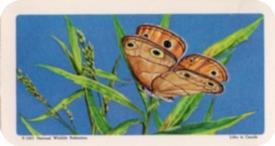 1965 Brooke Bond (Red Rose Tea) Butterflies of North America #2 Little Wood Satyr Front