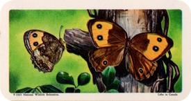 1965 Brooke Bond (Red Rose Tea) Butterflies of North America #3 Wood Nymph Front