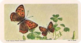 1965 Brooke Bond (Red Rose Tea) Butterflies of North America #29 American Copper Front