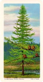 1968 Brooke Bond (Red Rose Tea) Trees of North America #5 Tamarack Front