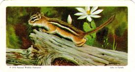 1972 Brooke Bond (Red Rose Tea) Animals and Their Young #17 Eastern Chipmunk Front