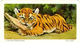 1972 Brooke Bond (Red Rose Tea) Animals and Their Young #29 Tiger Front