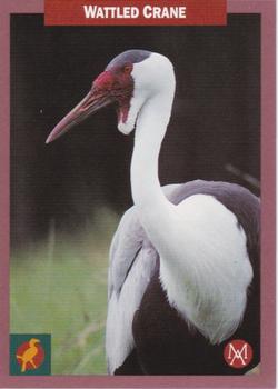 1992 Mundus Amicus Endangered Animals #9 Wattled Crane Front