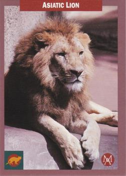 1992 Mundus Amicus Endangered Animals #25 Asiatic Lion Front