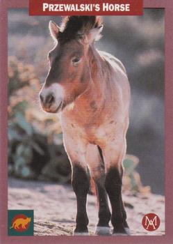 1992 Mundus Amicus Endangered Animals #38 Przewalski's Horse Front