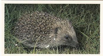 1987 Grandee Britain's Nocturnal Wildlife #1 Hedgehog Front