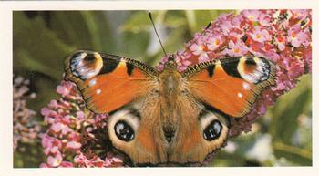1983 Grandee British Butterflies #11 Peacock Front