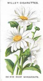 1910 Wills's Old English Garden Flowers #4 Ox-eye Daisy Marguerite Front