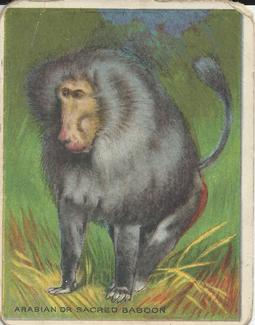 1909-10 Hassan Animal Series (T29) #NNO Arabian or Sacred Baboon Front