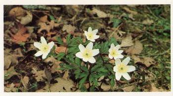1986 Grandee Britain's Wild Flowers #2 Wood Anemone Front