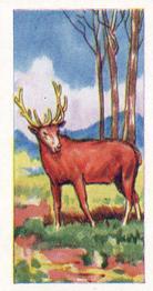 1962 Millers Tea Animals and Reptiles #11 Red Deer Front