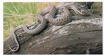 1984 Doncella Britain's Endangered Wildlife #9 Smooth Snake Front