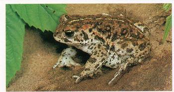 1984 Doncella Britain's Endangered Wildlife #10 Natterjack Toad Front