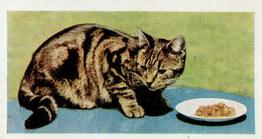 1960 Hornimans Tea Pets #4 Tabby Cat Front