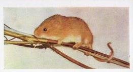 1960 Hornimans Tea Pets #20 Harvest Mouse Front