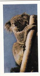1958 Hornimans Tea Wild Animals #5 Koala Front