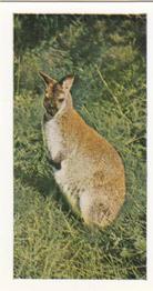 1958 Hornimans Tea Wild Animals #6 Wallaby Front