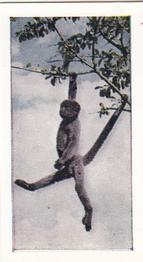 1958 Hornimans Tea Wild Animals #10 Woolly Monkey Front