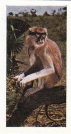 1958 Hornimans Tea Wild Animals #11 Patas Monkey Front