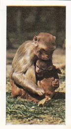 1958 Hornimans Tea Wild Animals #12 Rhesus Monkey Front