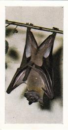 1958 Hornimans Tea Wild Animals #15 African Fruit Bat Front