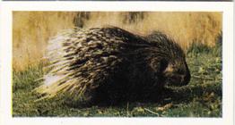 1958 Hornimans Tea Wild Animals #20 Crested Porcupine Front