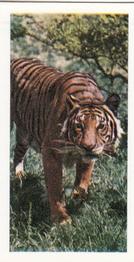 1958 Hornimans Tea Wild Animals #33 Tiger Front