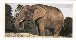 1958 Hornimans Tea Wild Animals #36 Elephant Front
