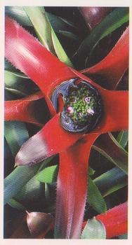 1991 Grandee Disappearing Rainforest #2 Bromeliad Front