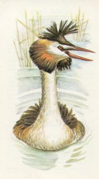 1980 Grandee British Birds Collection #2 Great Crested Grebe Front