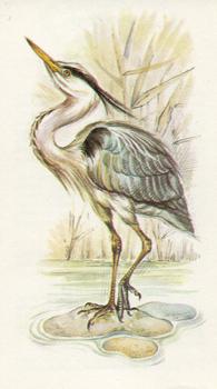 1980 Grandee British Birds Collection #5 Grey Heron Front