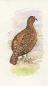 1980 Grandee British Birds Collection #12 Red Grouse Front