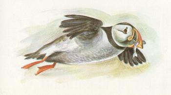1980 Grandee British Birds Collection #19 Puffin Front