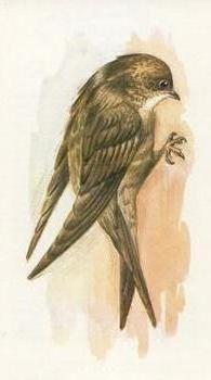 1980 Grandee British Birds Collection #23 Swift Front