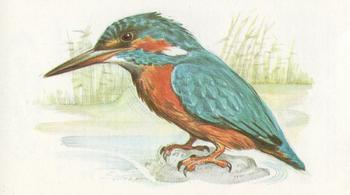 1980 Grandee British Birds Collection #24 Kingfisher Front