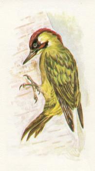 1980 Grandee British Birds Collection #25 Green Woodpecker Front