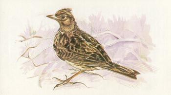 1980 Grandee British Birds Collection #26 Skylark Front