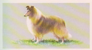 1979 Grandee Top Dogs Collection #5 The Rough Collie Front