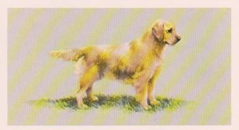 1979 Grandee Top Dogs Collection #10 The Golden Retriever Front