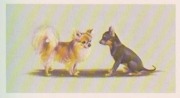 1979 Grandee Top Dogs Collection #19 The Long and Smooth Coated Chihuahua Front
